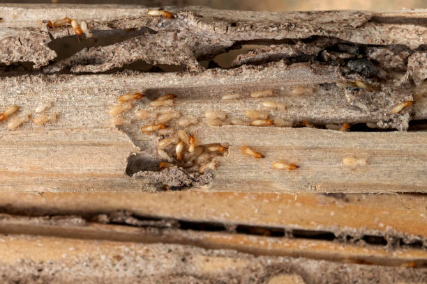 Pest Prevention Services in Sea Cliff, NY